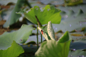 a nature concept, a Dragonfly on leaf
