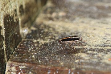 a nature concept, the insect on the green world