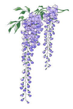 Wisteria illustration, purple flowers and branches, digital art.
