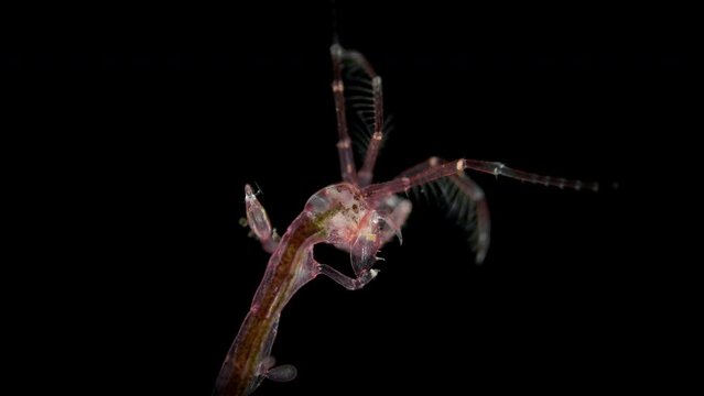 Crustacea Caprellidae under microscope, order Caprellida, lead a benthic lifestyle, among algae, Hydrozoa and bryozoans, they are distinguished by a narrow and long body. White Sea