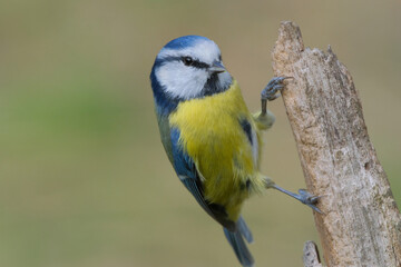 Blue Tit (Cyanistes caeruleus) photographed in autumn on a tree trunk  with a blurred background. 