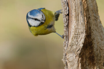  Eurasian Blue Tit (Cyanistes caeruleus) on a tree trunk with a blurred background.
