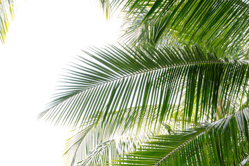 Naklejka premium palm tree leaves