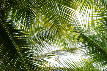Fototapeta premium palm tree leaves