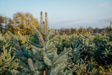 żywa choinka, choinka na święta, plantacja choinek, boże narodzenie © Agnieszka