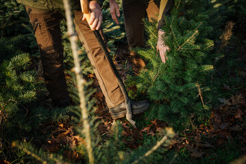 żywa choinka, choinka na święta, plantacja choinek, boże narodzenie © Agnieszka