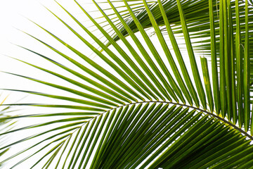 Green leaves of coconut tree for nature background, abstract background of green leaves, nature, palm leaves on white background.