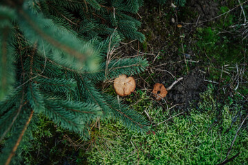 żywa choinka, choinka na święta, plantacja choinek, boże narodzenie © Agnieszka
