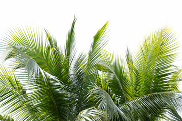 Green leaves of coconut tree for nature background, abstract background of green leaves, nature, palm leaves on white background.