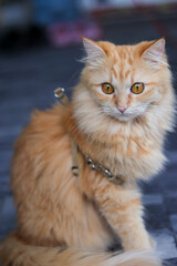 Close-up of a female orange long-haired Persian cat.
