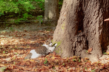 Colorful fall autumn foliage trees and leaves and cat at a park in the Changgyeonggung Palace in Seoul South Korea