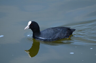  Foulque macroule (Normandie)