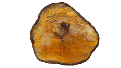 End on view of a freshly cut tree trunk showing rings