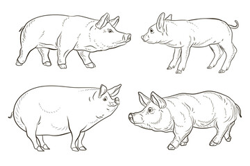 A pet, a pig. Black and white image. Coloring book for children. Vector drawing.