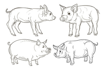 A pet, a pig. Black and white image. Coloring book for children. Vector drawing.