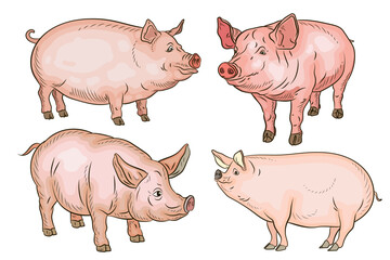 A pet, a pig. Color image. Vector drawing.