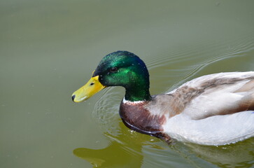 Canard 