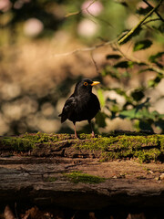 Blackbird