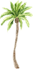 Fototapeta premium Palm tree watercolor illustration. Tropical plant, palm. PNG