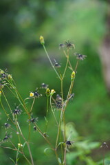 Bidens alba (Also called shepherd's needles, beggarticks, Spanish needles, butterfly needles. Bidens is considered by some as a broad spectrum antimicrobial, useful particularly against infections