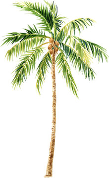 Palm tree watercolor illustration. Tropical plant, palm. PNG