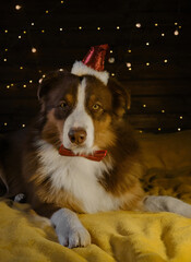 Charming brown Australian shepherd in red Santa hat and bow tie lying on yellow blanket. Festive garland shines on wall. Celebrate Christmas at home. Aussie red tricolor. Concept of pets as people.