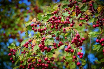 Obraz premium Ripe red fruits in autumn, bush