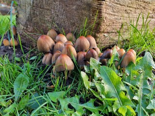 Group of mushrooms in front of a tree trunk