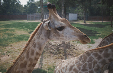 giraffe in the zoo