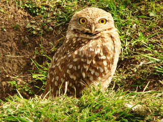 owl