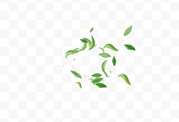 Green Greens Fly Vector Transparent Background