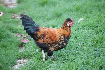 Appenzelloise huppée