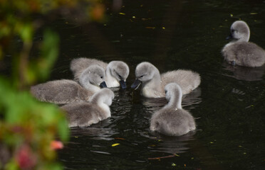 Newly born mute swan cygnets swim in a park lake