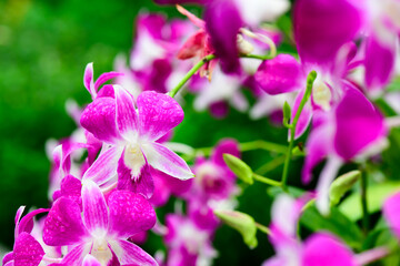 Purple fresh Orchids flowers in garden