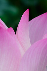 close up of lotus flower in the garden