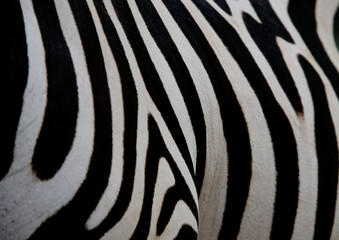 Fototapeta na wymiar hair skin of zebra : close up