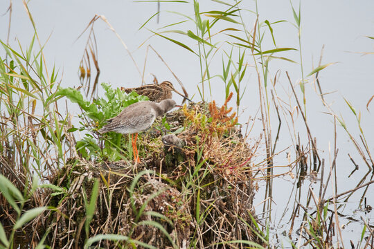 Bekassine  und Rotschenkel im Herbst