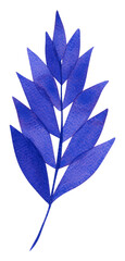 A hand drawn watercolor twig with blue leaves. Watercolor botanical illustration, isolated on transparent background. For botanical design, website design, postcard design.