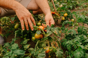 Hand of farmer picking ripe tomatoes from bush in garden
