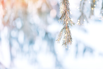 Snowy branches of Christmas trees with lights from garlands under the sun.