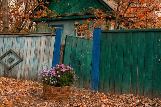 Rural autumn mood. Basket with autumn chrysanthemum flowers near an old rural fence. Ukrainian hinterland. A colorful old traditional house.