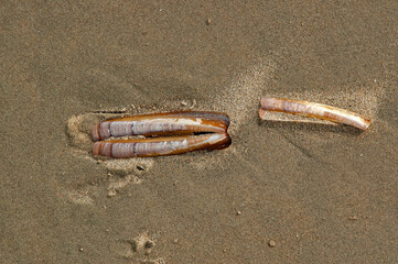 Coquilles de couteau (solen) sur le sable humide