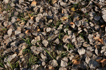 dry fallen leaves on the ground in autumn