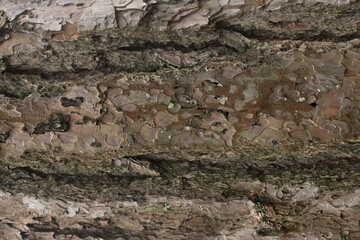 Rough Pine Tree Bark Texture