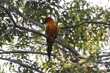 Orange Parrot Bird on Tree