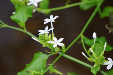 Plumbago zeylanica (Also called Daun encok, Ceylon leadwort, doctorbush, wild leadwort) on the tree. Early folk medicine used the crushed plant internally and externally as an abortifacient