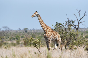 Giraffe on the savannah in Kruger National Park