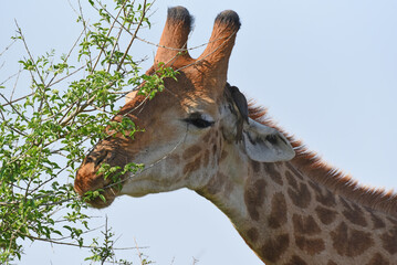 Close-up of browsing giraffe in Kruger National Park