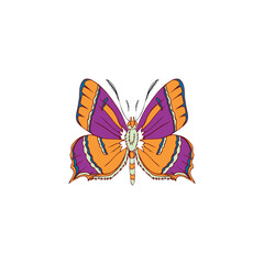 butterfly on white background. Colorful theta betulae vector