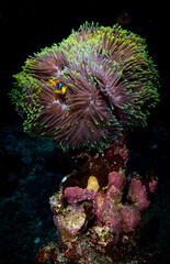 Fototapeta na wymiar Bunte Fische in tropischem Korallenriff